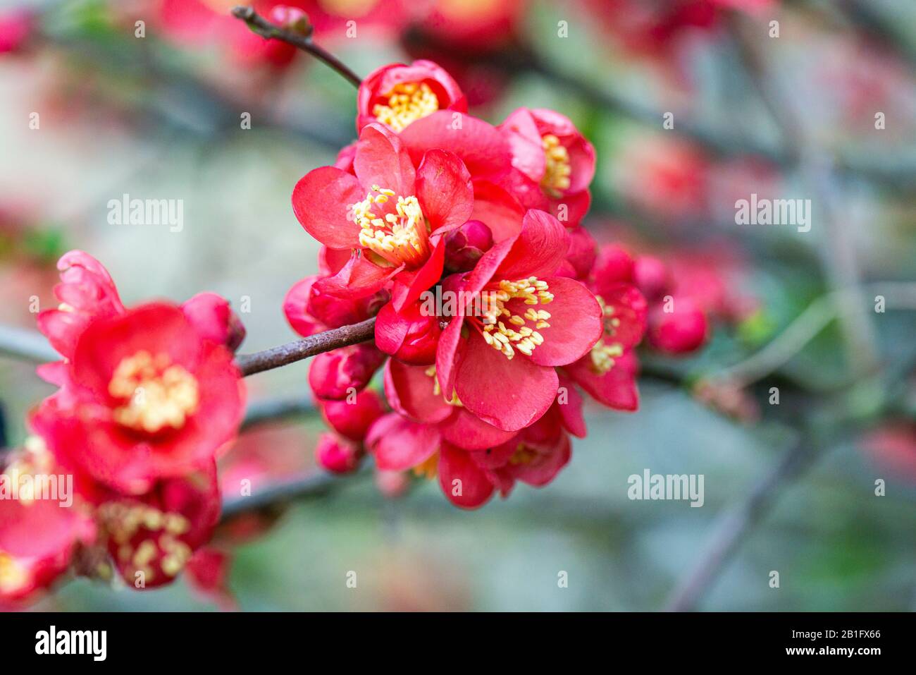 I fiori rossi di una mela cotogna in fiore (Chaenomeles speciosa) Foto Stock