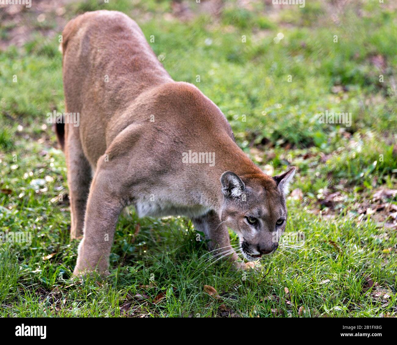 Panther animale primo piano vista profilo con fogliame sfondo nel suo ambiente e dintorni. Foto Stock