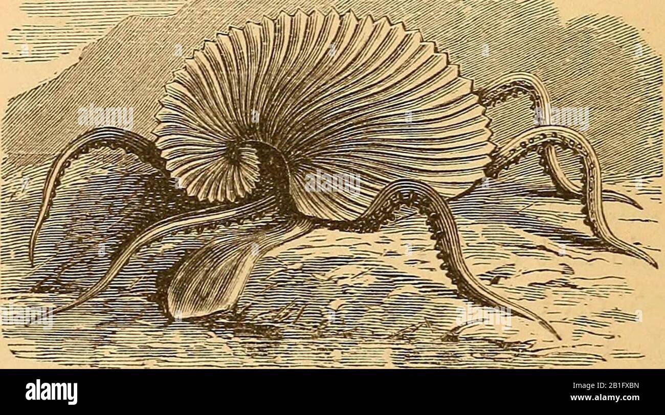 "Ocean wonders: un compagno di viaggio per mare" (1879) Foto Stock