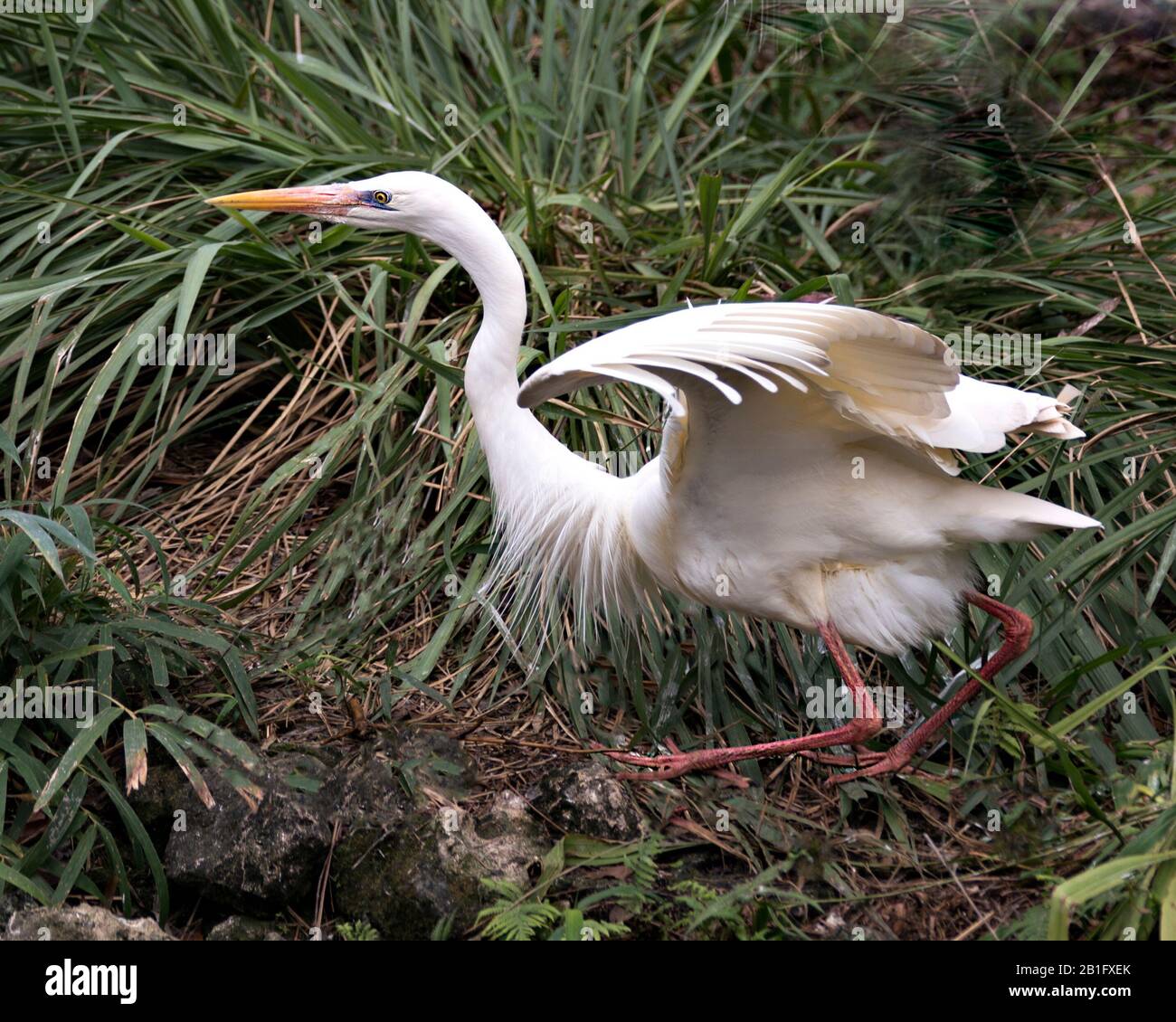 Bianco Heron uccello primo piano vista profilo con fogliame sfondo nel suo ambiente e dintorni. Foto Stock