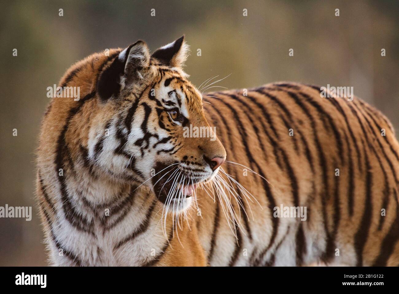 Ritratto di Tiger. Tigre nella natura selvaggia. Azione scena della fauna selvatica, pericolo animale. "bella tigre siberiana in tajga, Russia. Foto Stock