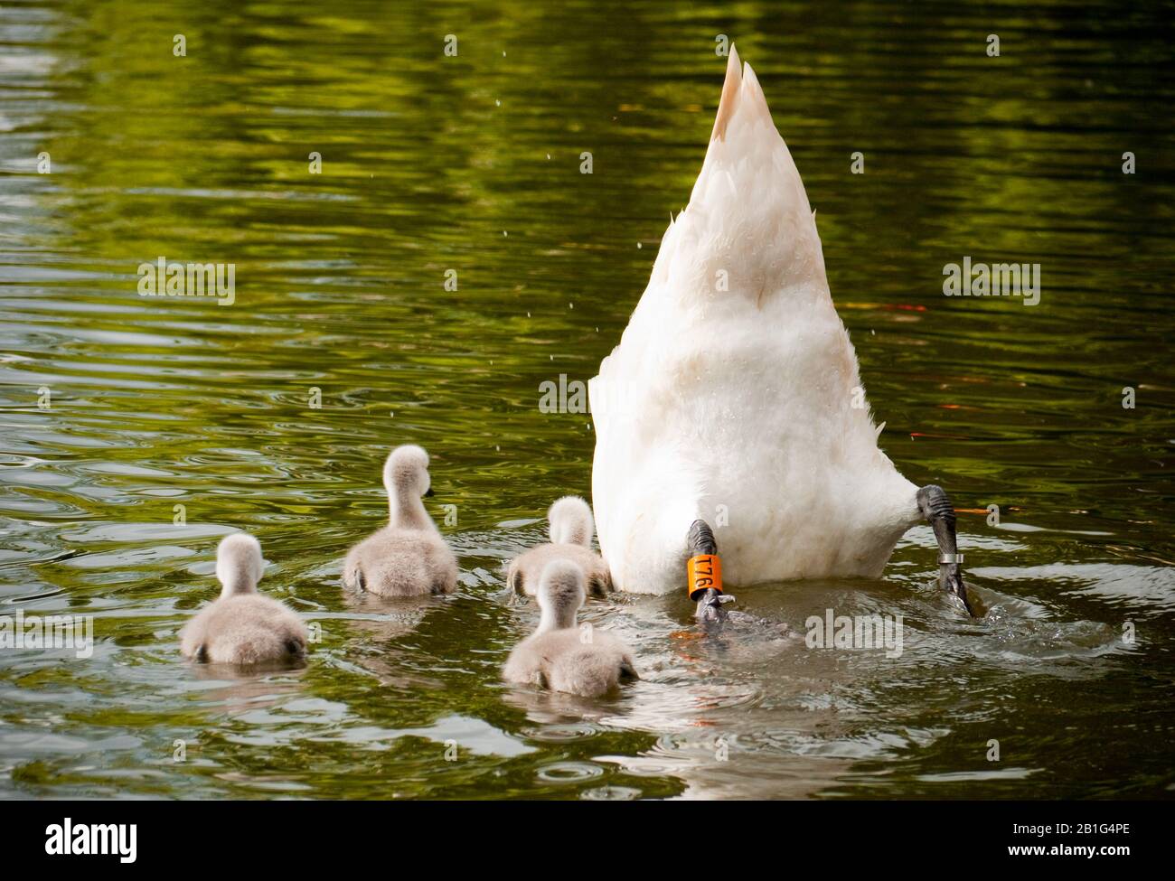 Madre cigno immersione per cibo nel canale per bambini sygnots Foto Stock