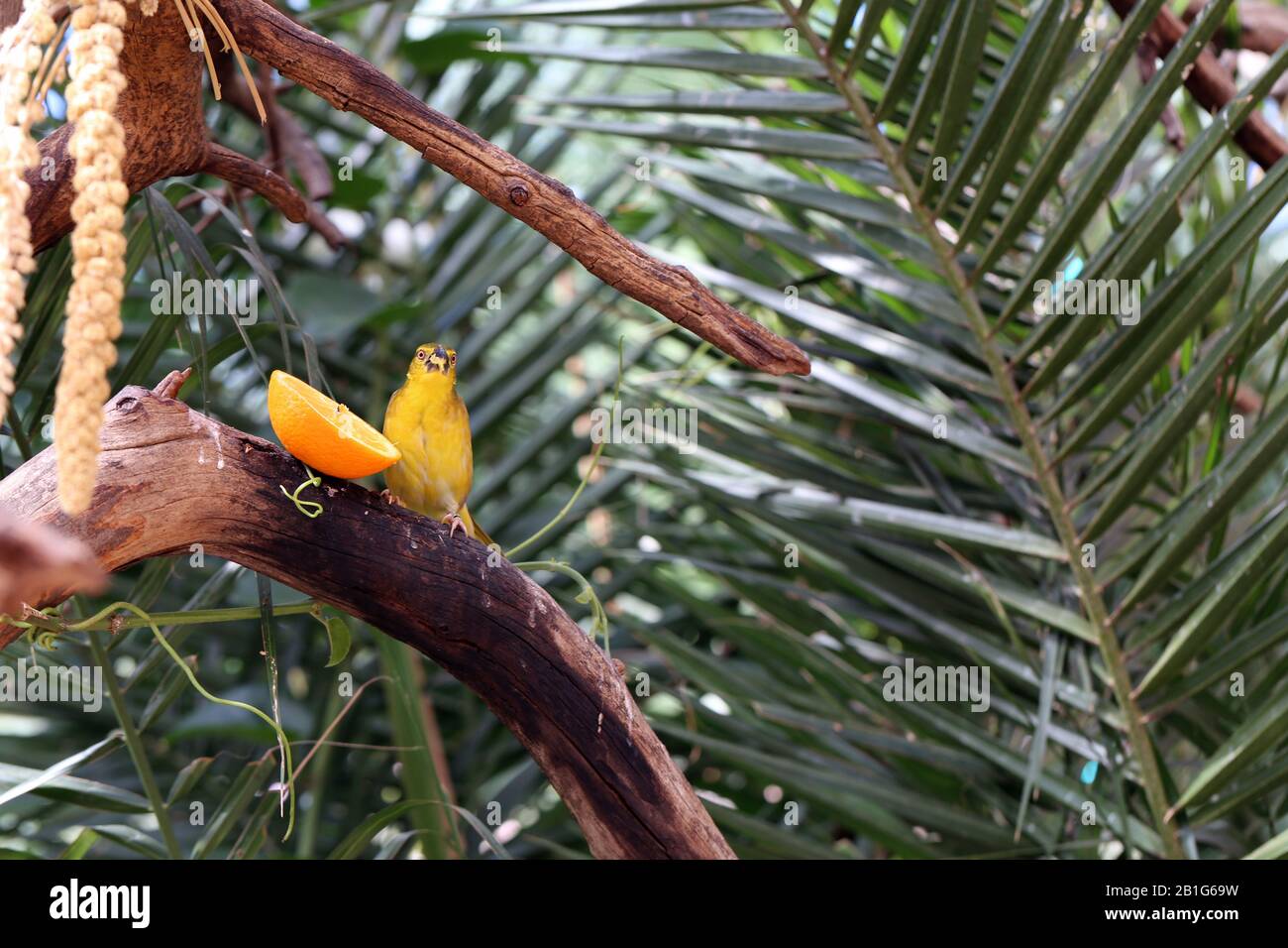 Tessitore di villaggio / tessitore macchiato sostenuto (ploceus cucullatus) - piccolo uccello giallo su un ramo dell'albero. Questo uccello vive per esempio dall'Africa sub-sahariana. Foto Stock