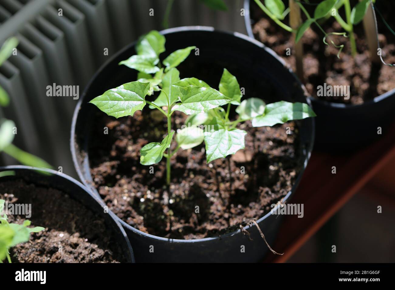 Piccole foglie verdi di piantine biologiche locali in una serra privata. Presto queste piante piccole saranno piante interne della casa. Fotografia a colori. Foto Stock