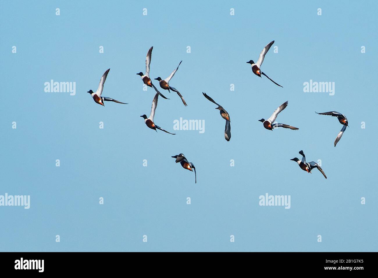 Un gregge di pale settentrionali in volo di esposizione Foto Stock