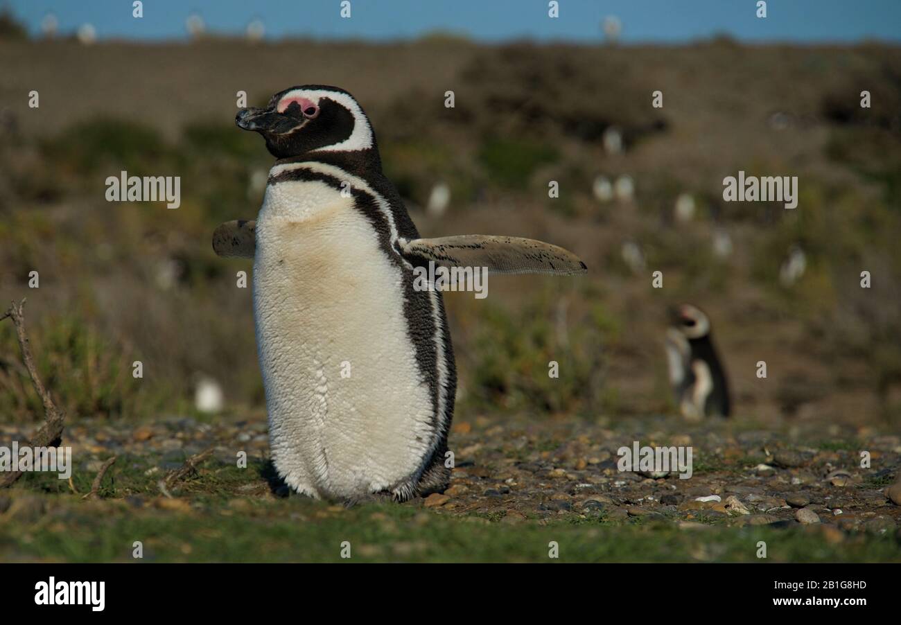 Volare pinguino Magellanico con le ali aperte a Cabo Virgenes Argentina, credo di poter volare Foto Stock