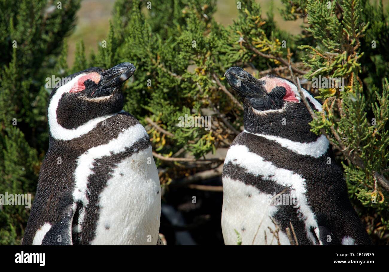 Pinguino magellanico a Cabo Virgenes Foto Stock