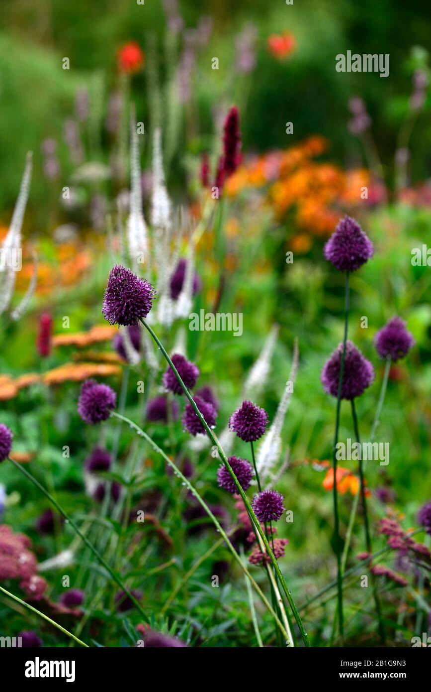 Allium sphaerocephalon, fiori viola, fiori, fioritura, bulbo perenne, cipolla ornamentale, porro a testa tonda, aglio a testa tonda, cipolla a testa sferica, giardino, mi Foto Stock