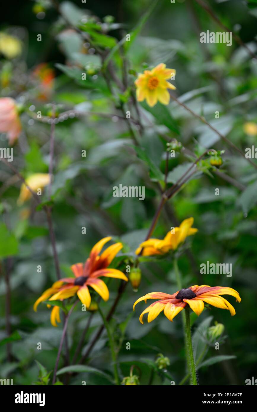 Rudbeckia hirta, giallo arrugginito rudbeckia, fiore, fiori, fioritura, rudbeckias, RM Floral Foto Stock