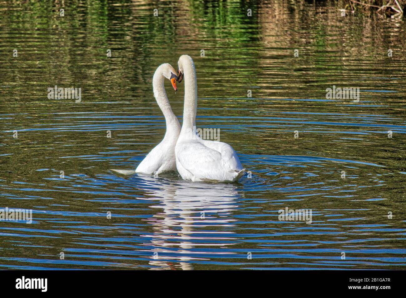 I cigni che si affacciano sul Grand Union Cana/River Sorvolano Leicester. Foto Stock