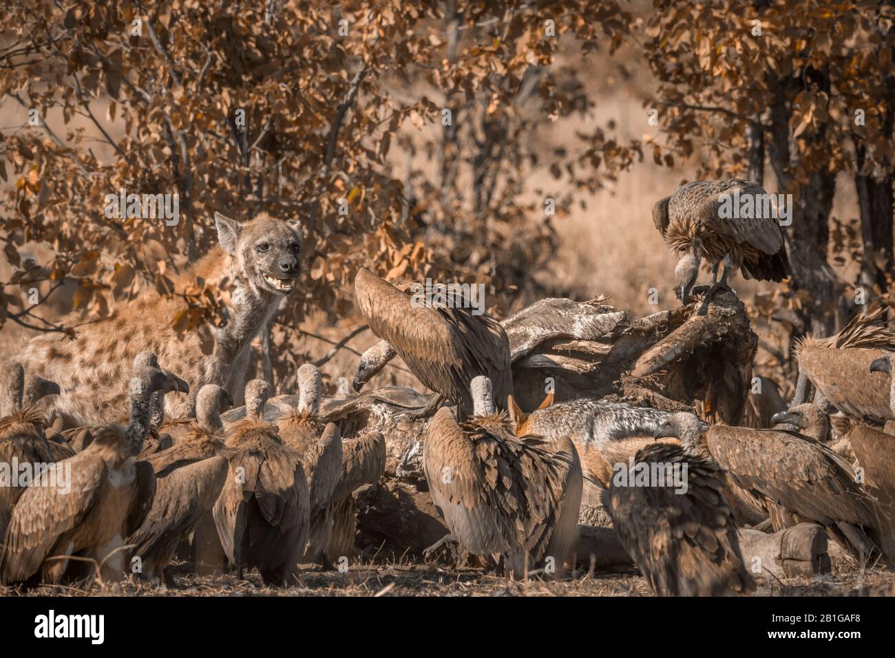 Carcassa di giraffe con volutture a dorso di bianco nel Parco Nazionale Kruger, Sudafrica ; specie Crocuta famiglia dei coccodrilli Hyaenidae Foto Stock
