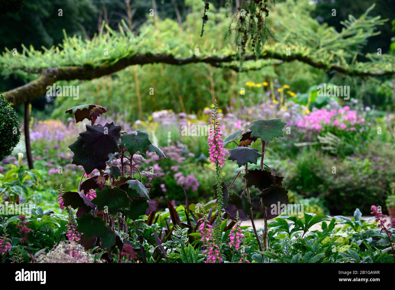 Illuminazione digitale rosa,guanti da volpe, guanto da volpe, sterile, ibrido,isoplexis, perenne,fiore,fiori,senecio cristobalensis,Roldana petasitis,Red Vet Foto Stock