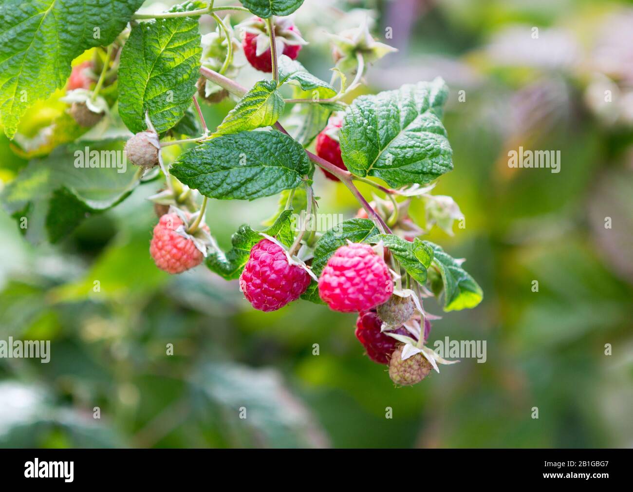 Lamponi. Closeup Di Berries Organici Crescenti. Lampone maturo nella Vista da vicino del Giardino Della Frutta. Sfondo della natura sfocato con sole splendente e bokeh. Ga Foto Stock