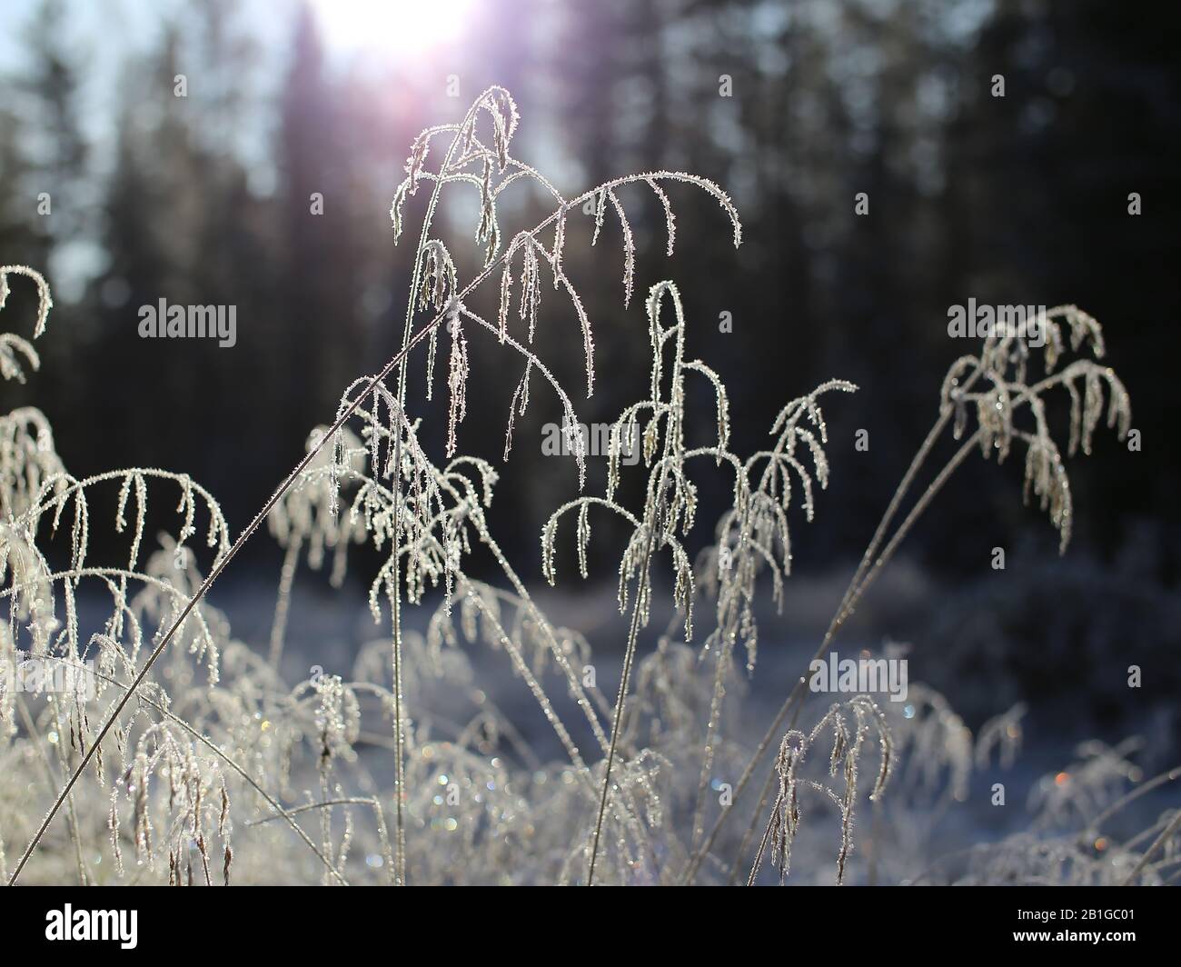 Erba gelida punta in controluce davanti alla foresta. Foto Stock