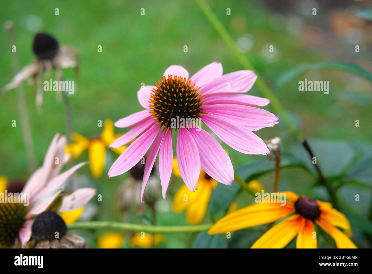 Fiori rosa Echinacea su sfondo verde offuscato natura durante il giorno. Echinacea purpurea primo piano. Foto Stock