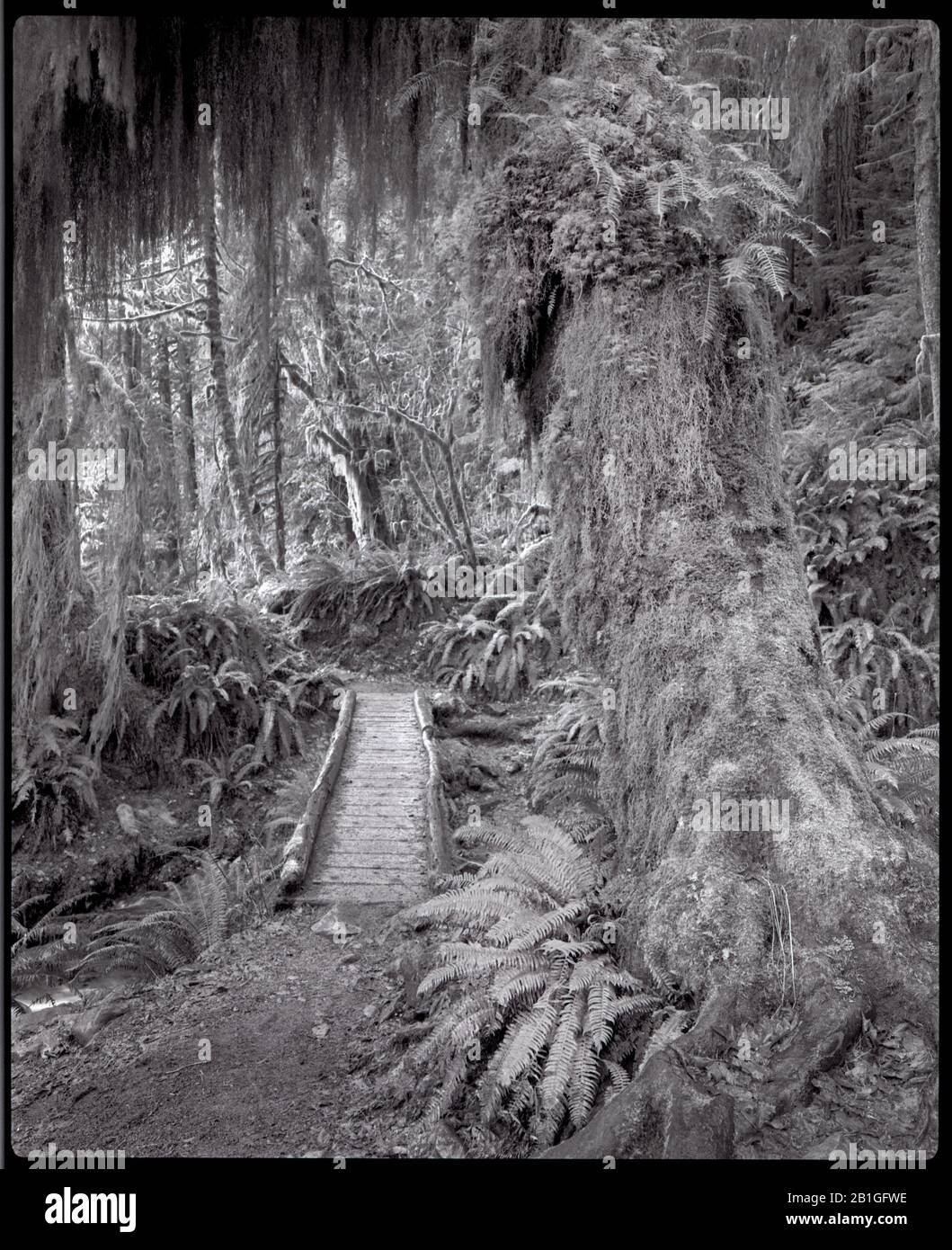 HB39309-00....WASHINGTON - piccolo ponte lungo l'Hoh River Trail nel Parco Nazionale Olimpico. Fotocamera Makina W67 con film TXP 320 -120 Foto Stock