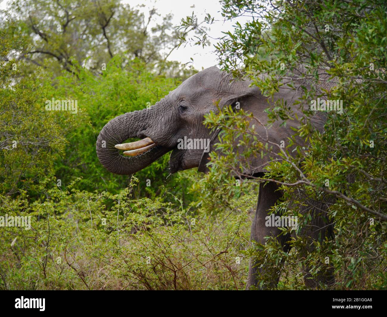 L'elefante africano (Loxodonta africana) si nasconde dietro un albero mentre beve nel Kruger Nationalpark Foto Stock