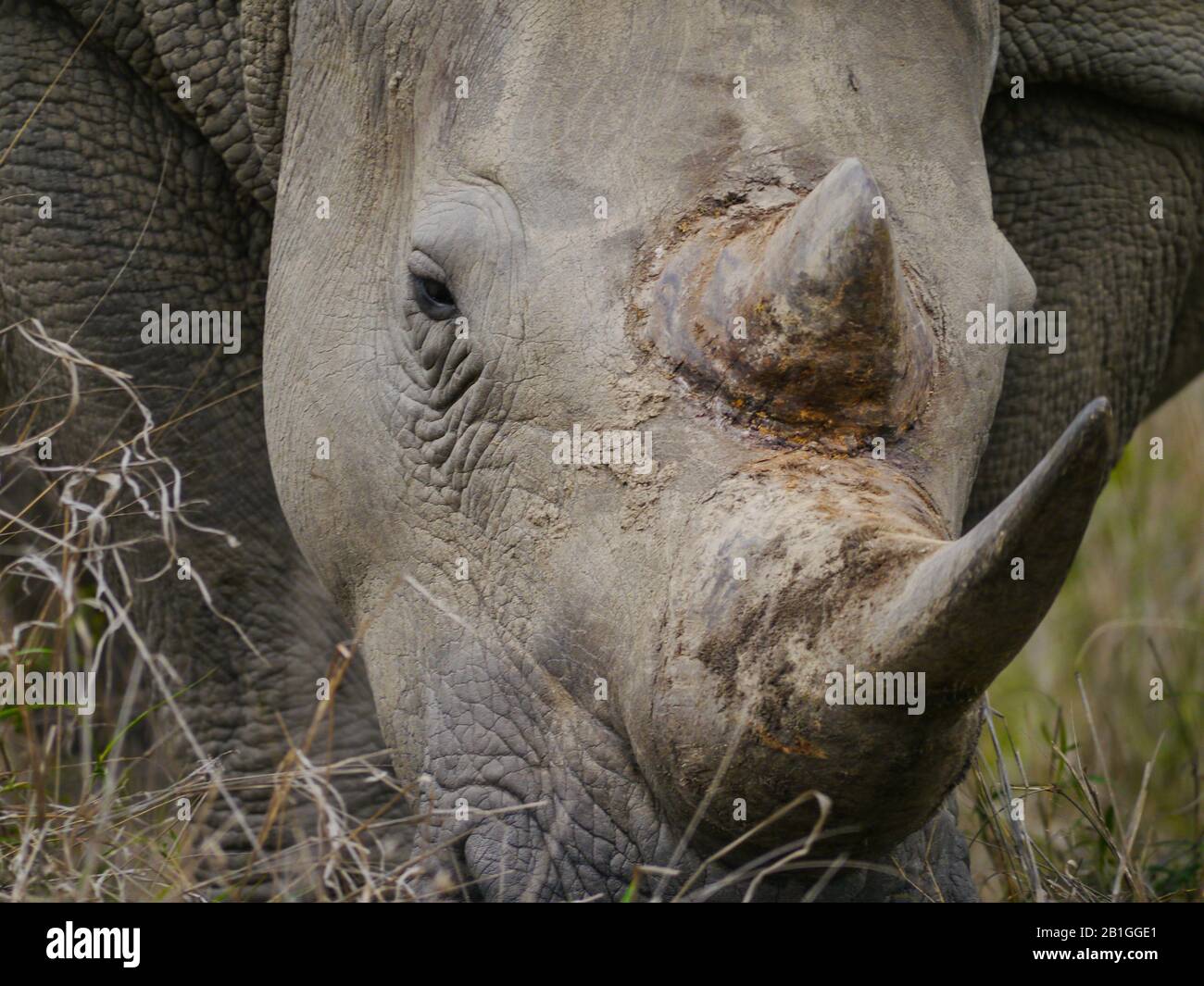 Primo piano di un rinoceronte bianco (Ceratotherium simum) al pascolo nel Kruger Nationalpark, occhio a occhio con quell'animale in pericolo Foto Stock