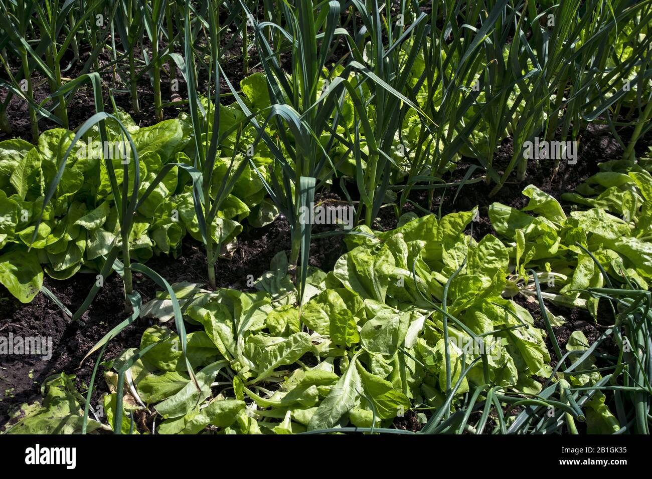 Giardino rurale con verdure biologiche, cipolle e lattuga. Le verdure sono coltivate nel modo tradizionale vecchio stile. Foto Stock