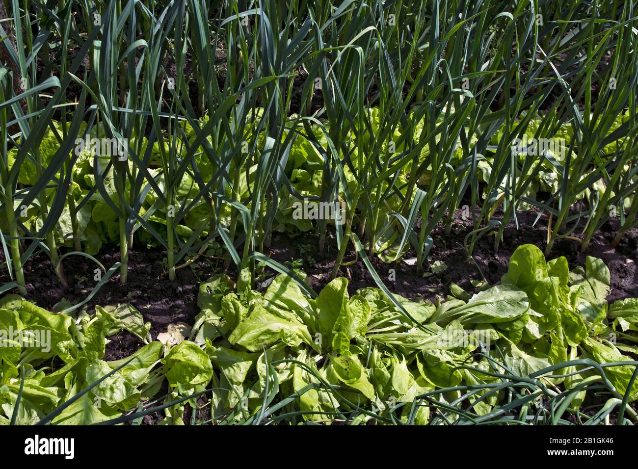 Giardino rurale con verdure biologiche, cipolle e lattuga. Le verdure sono coltivate nel modo tradizionale vecchio stile. Foto Stock