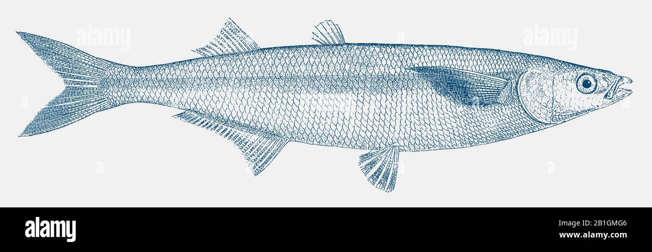 Jack argentato o incamiciato, aterinopsis californniensis, un pesce dalla costa del pacifico del Nord america in vista laterale Illustrazione Vettoriale