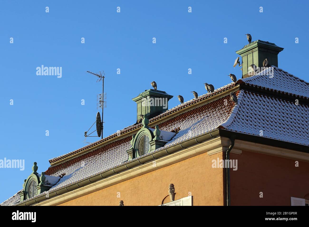 Gregge di aironi grigi (Ardea cinerea) seduto su un edificio storico a Stoccolma. Foto Stock