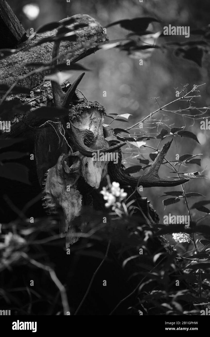 Immagine in bianco e nero del cranio delle renne. Foto Stock