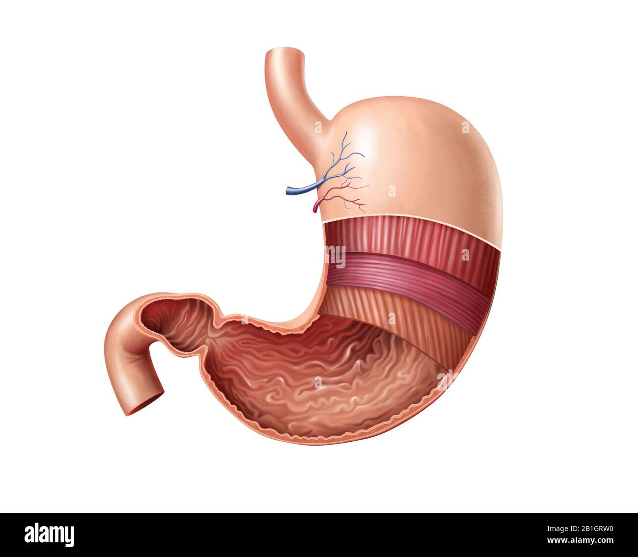 Sezione trasversale dello stomaco umano, che mostra le sue caratteristiche anatomiche. Illustrazione digitale. Foto Stock