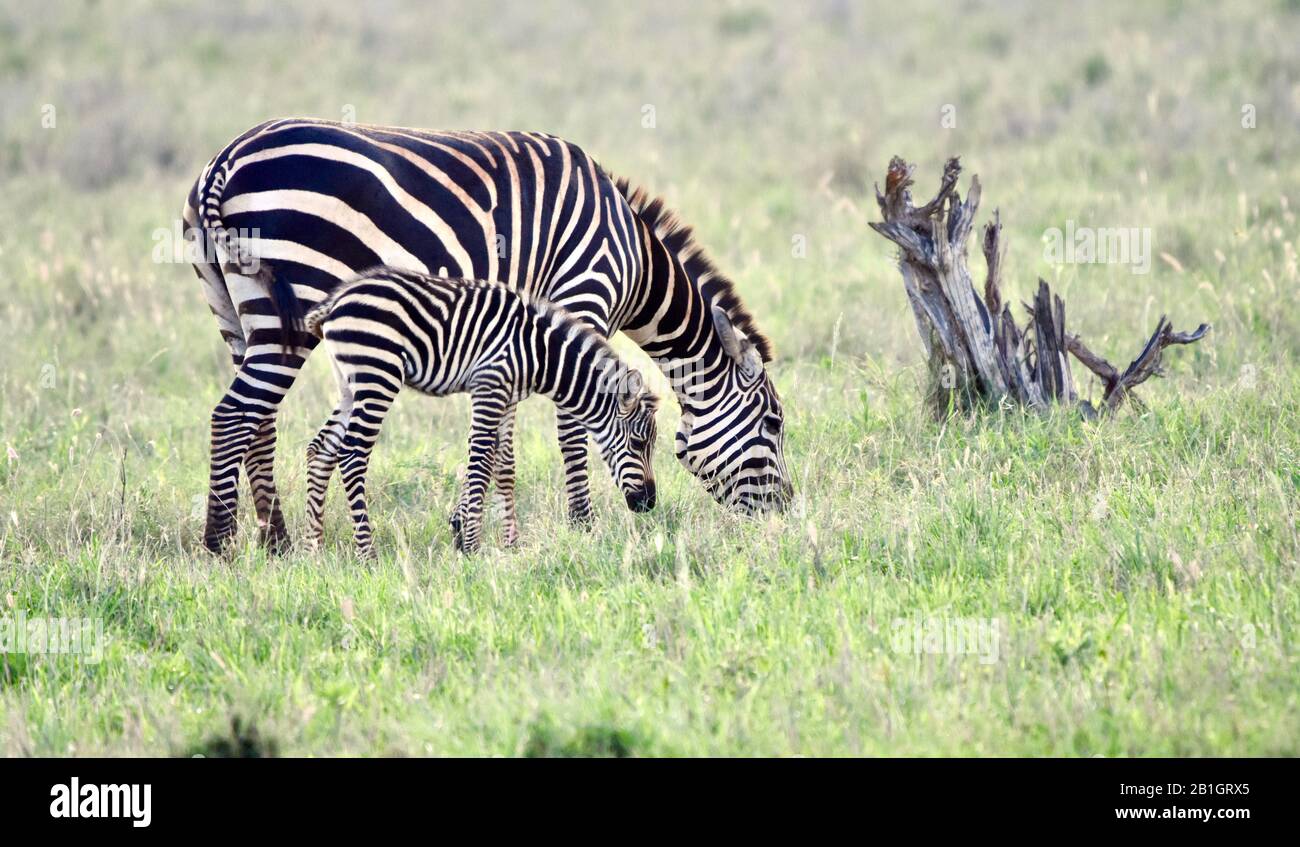 Zebra madre e bambino pascolo in erba verde. (Equus quagga) Copia spazio. Foto Stock