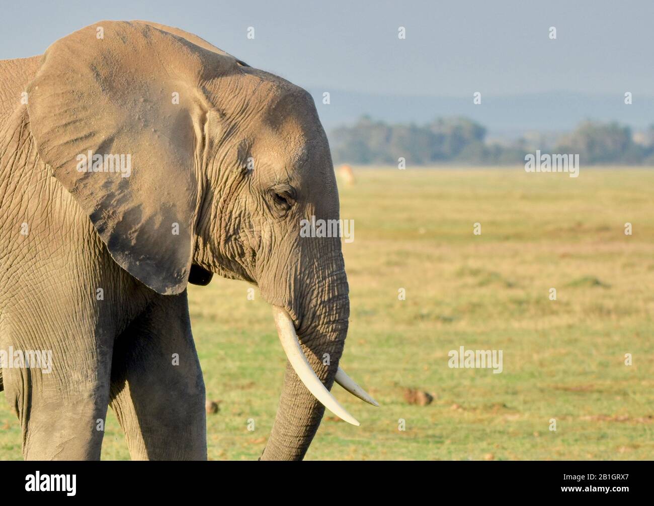 Profilo closeup di una femmina africana elefante (Loxodonta africana) in una prateria Ambolseli in bella luce mattutina. Amboseli National Park, Kenya. Foto Stock