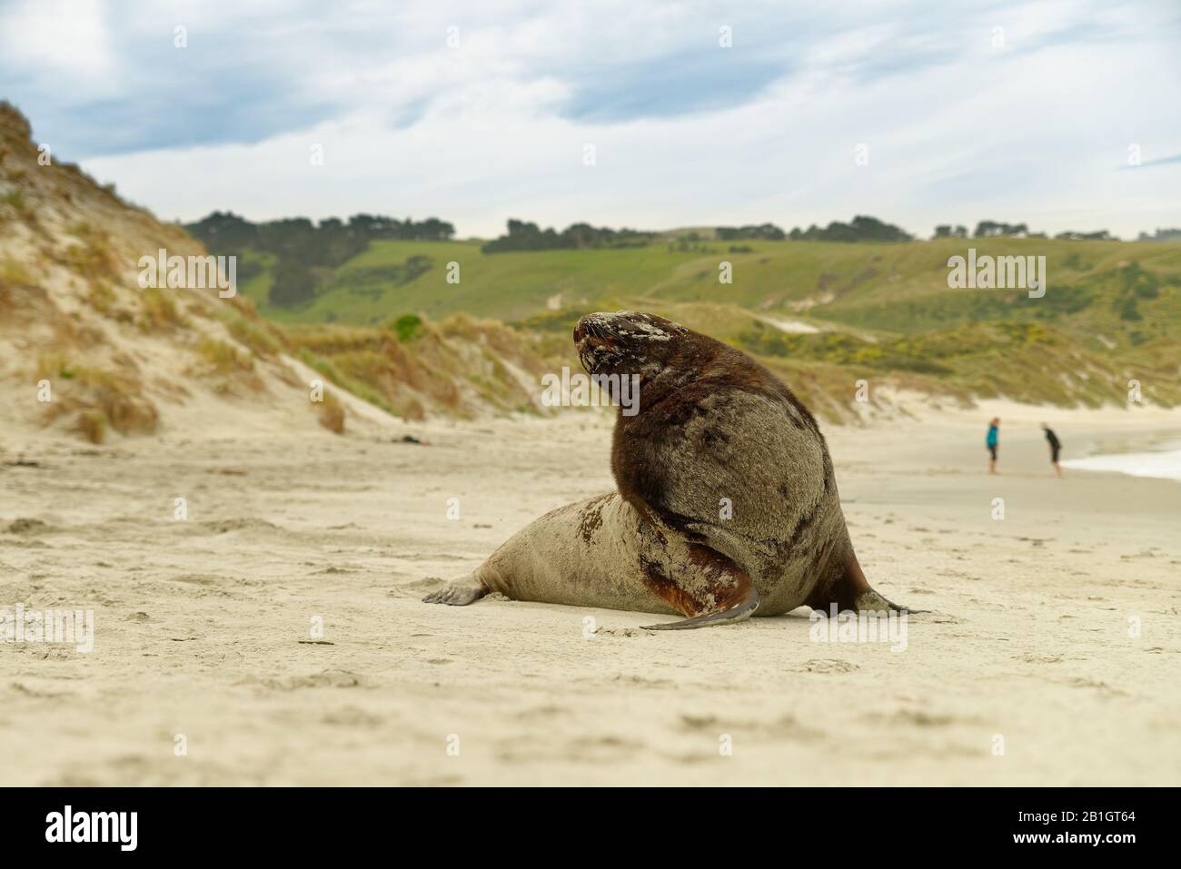 Leone marino neozelandese - Phocartos hookeri - whakahao sdraiato sulla spiaggia sabbiosa nella baia della Nuova Zelanda. Grande leone marino maschio. Foto Stock