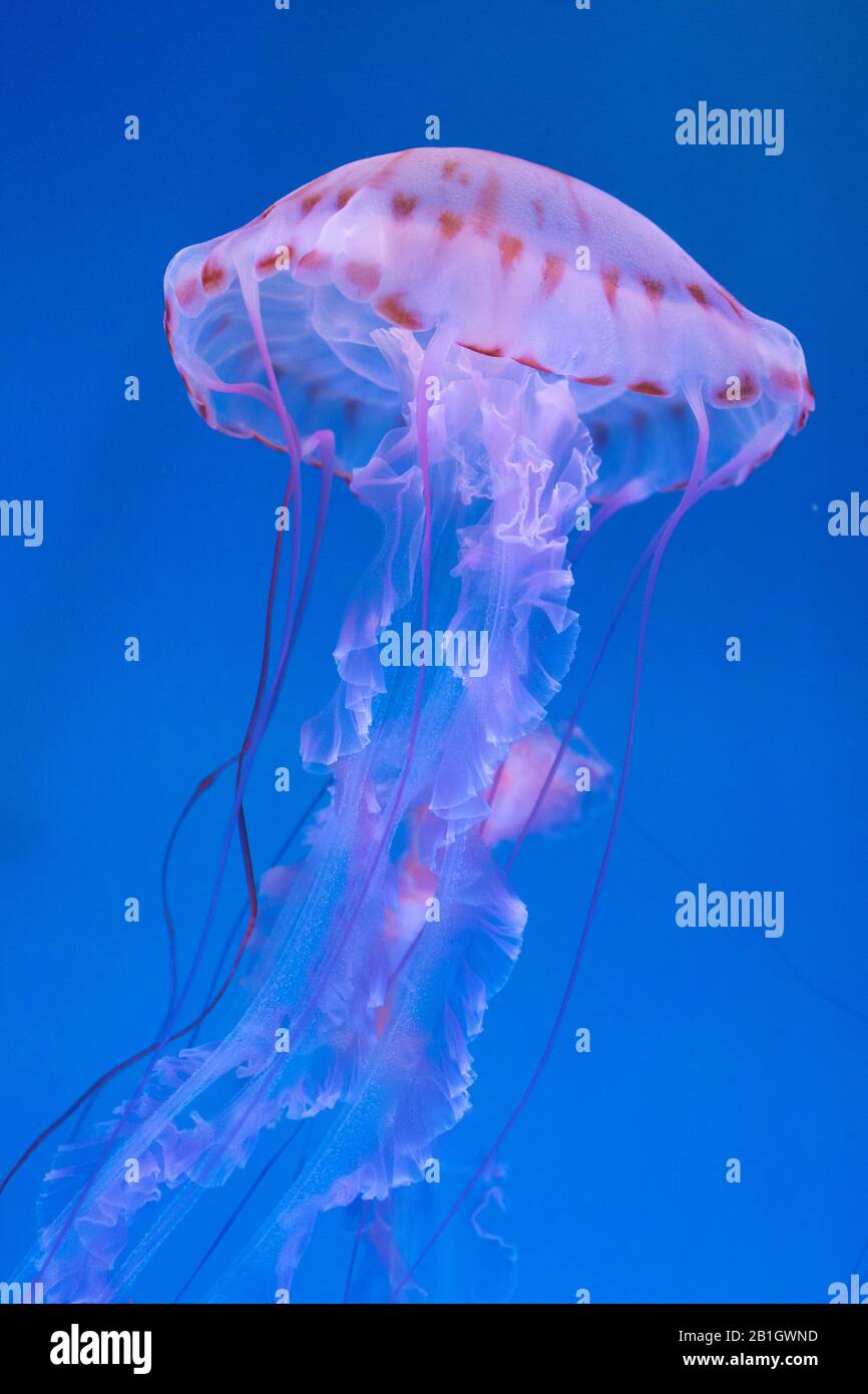 Viola Striped Jellyfish (Chrysaora colorata), nuoto, vista laterale, Stati Uniti, California Foto Stock
