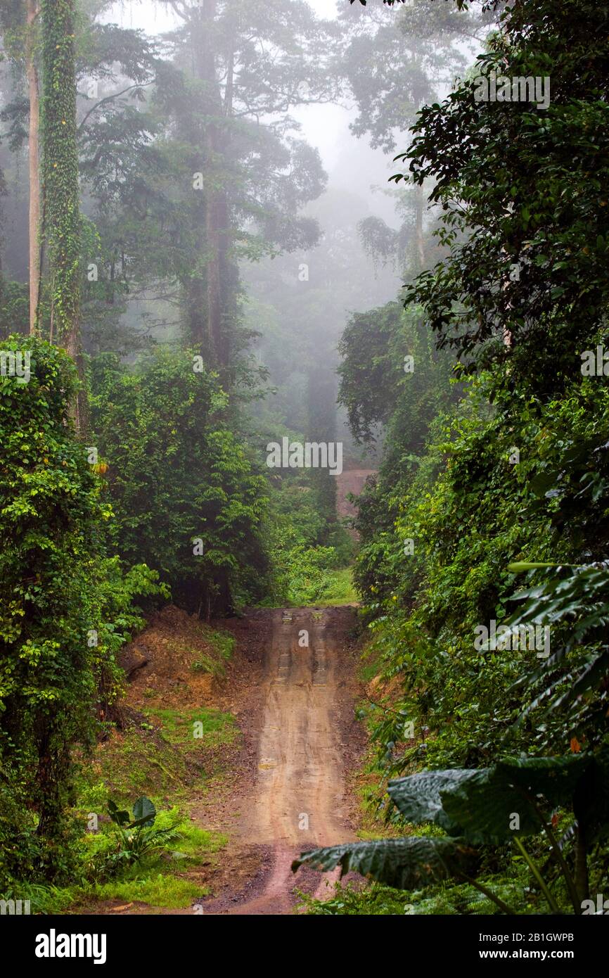 Foresta pluviale tropicale nella Danum Valley Conservation Area, Malesia, Borneo Foto Stock