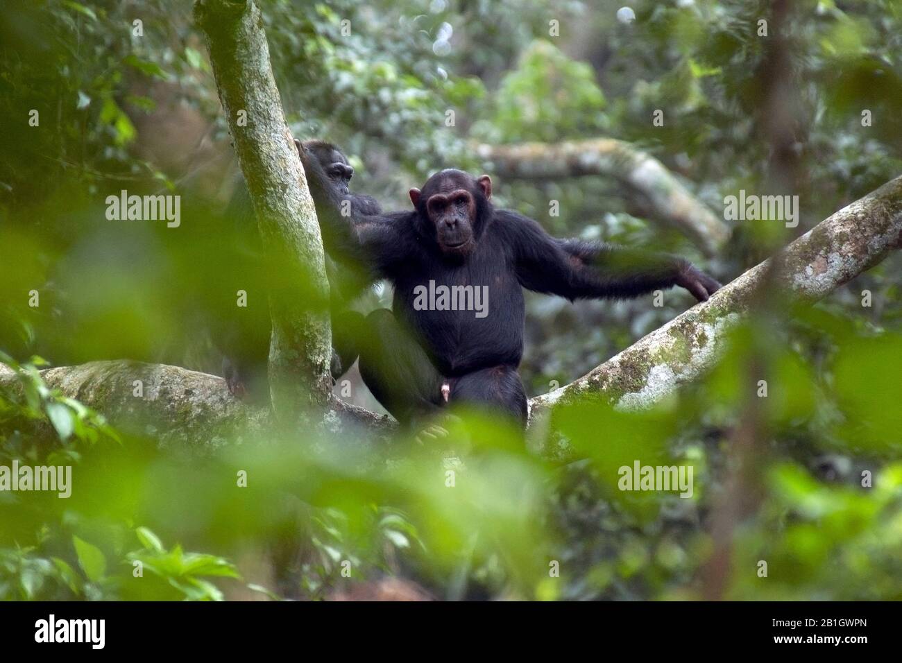 Scimpanzé comune (Pan troglodytes), maschio seduto su un ramo di un albero, vista frontale, Uganda Foto Stock