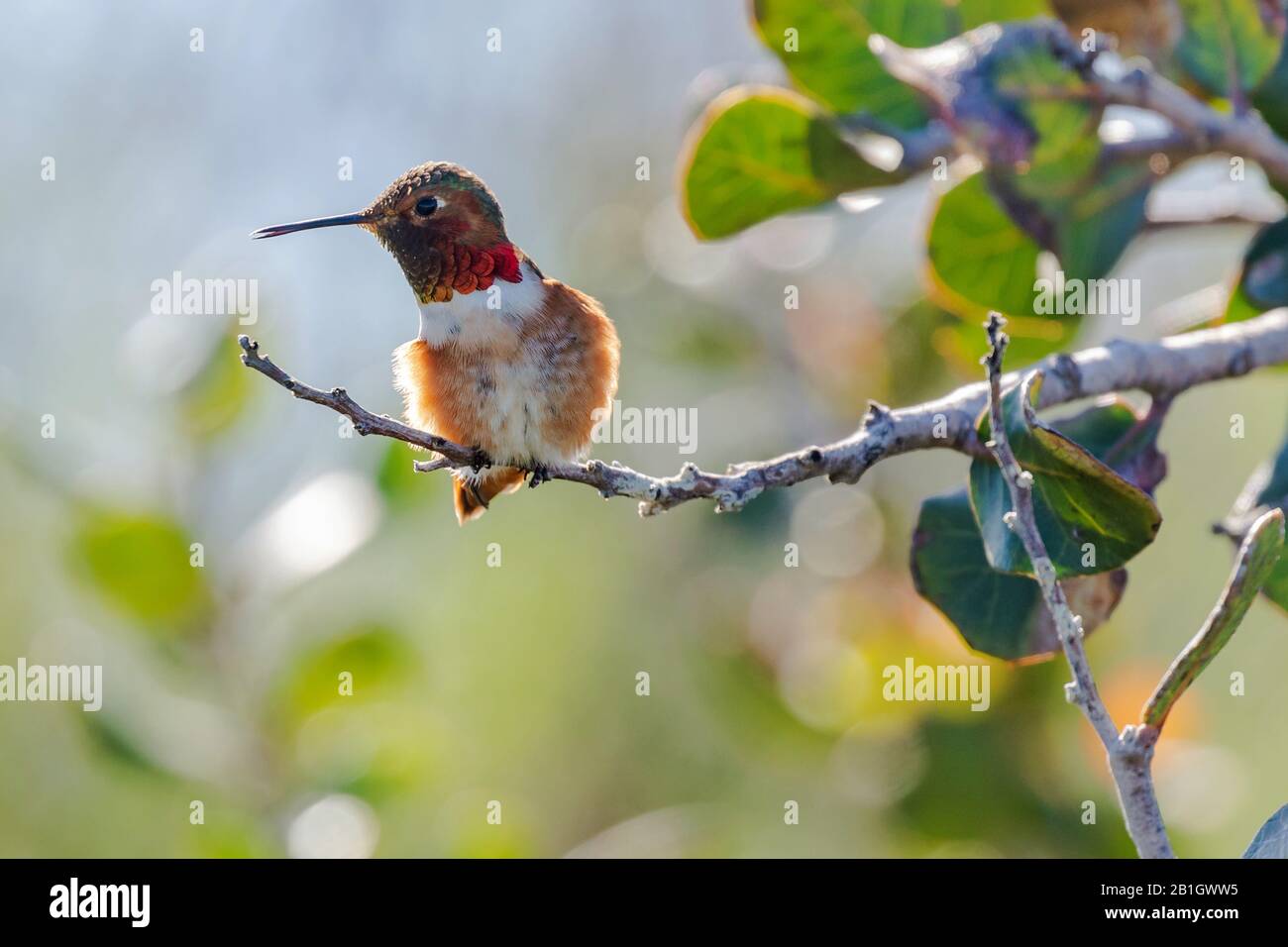Il colibrì di Allen (Selasphorus sasin), perching maschile su un ramo, Stati Uniti, California, Crystal Cove state Park Foto Stock