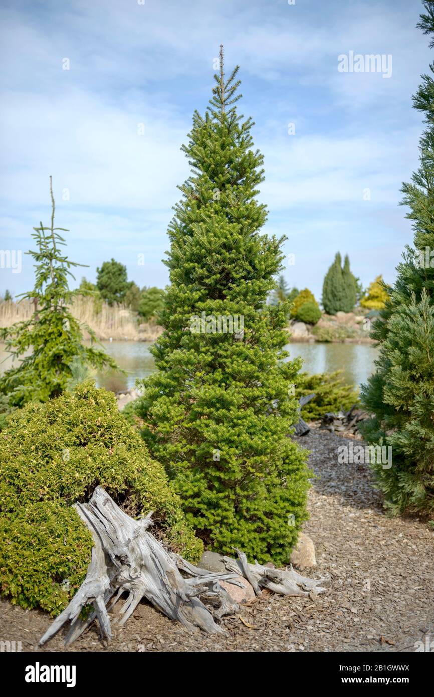 Abete coreano (Abies koreana 'Verdener Dom', Abies koreana Verdener Dom), cultivar Verdener Dom Foto Stock