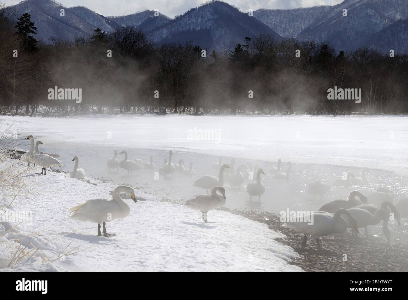 Whooper Swan (Cygnus cygnus), gemiti su Kussharo Lake, Giappone, Hokkaido, Kussharo Lake Foto Stock