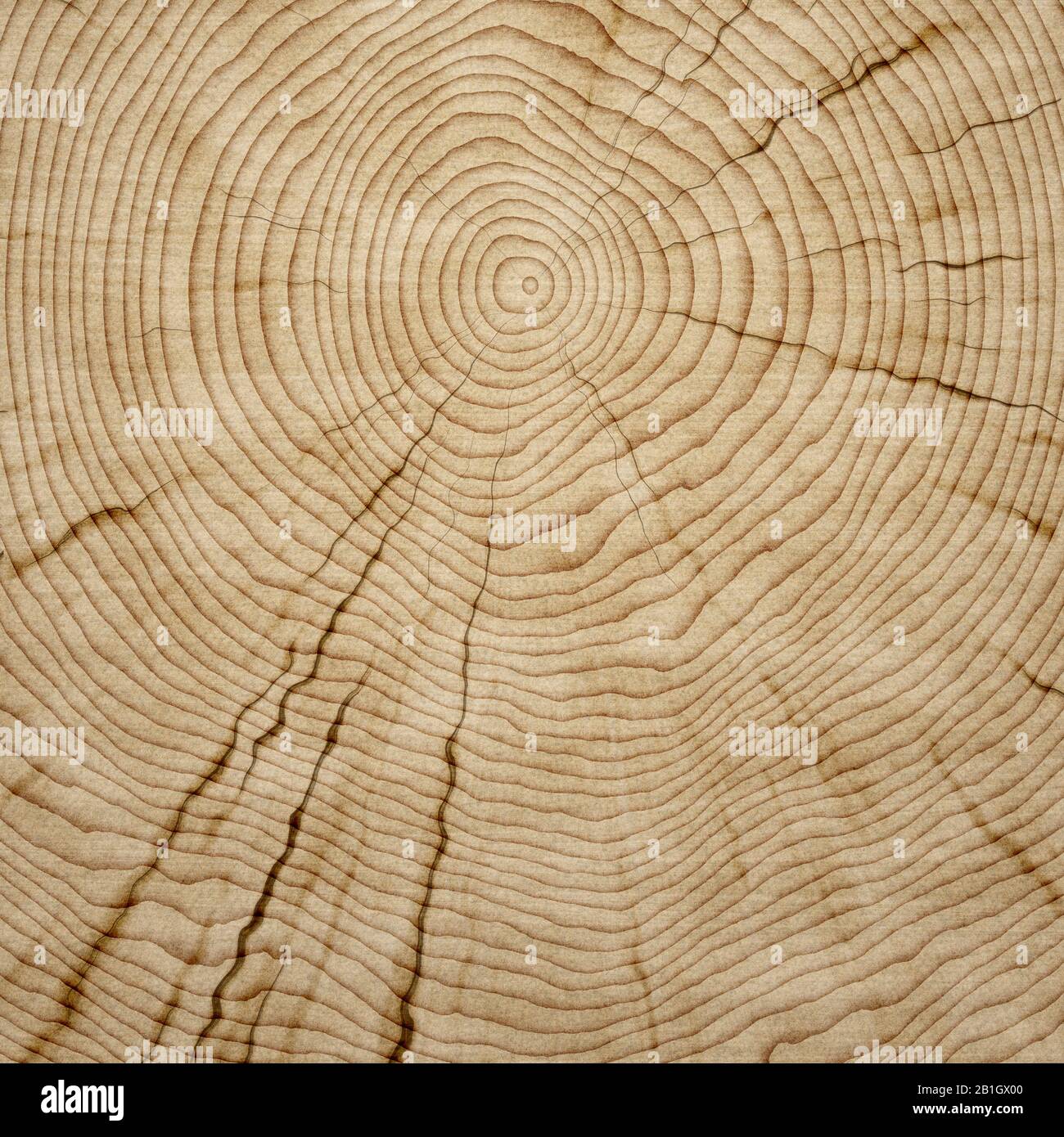 Close up degli anelli degli alberi Foto Stock
