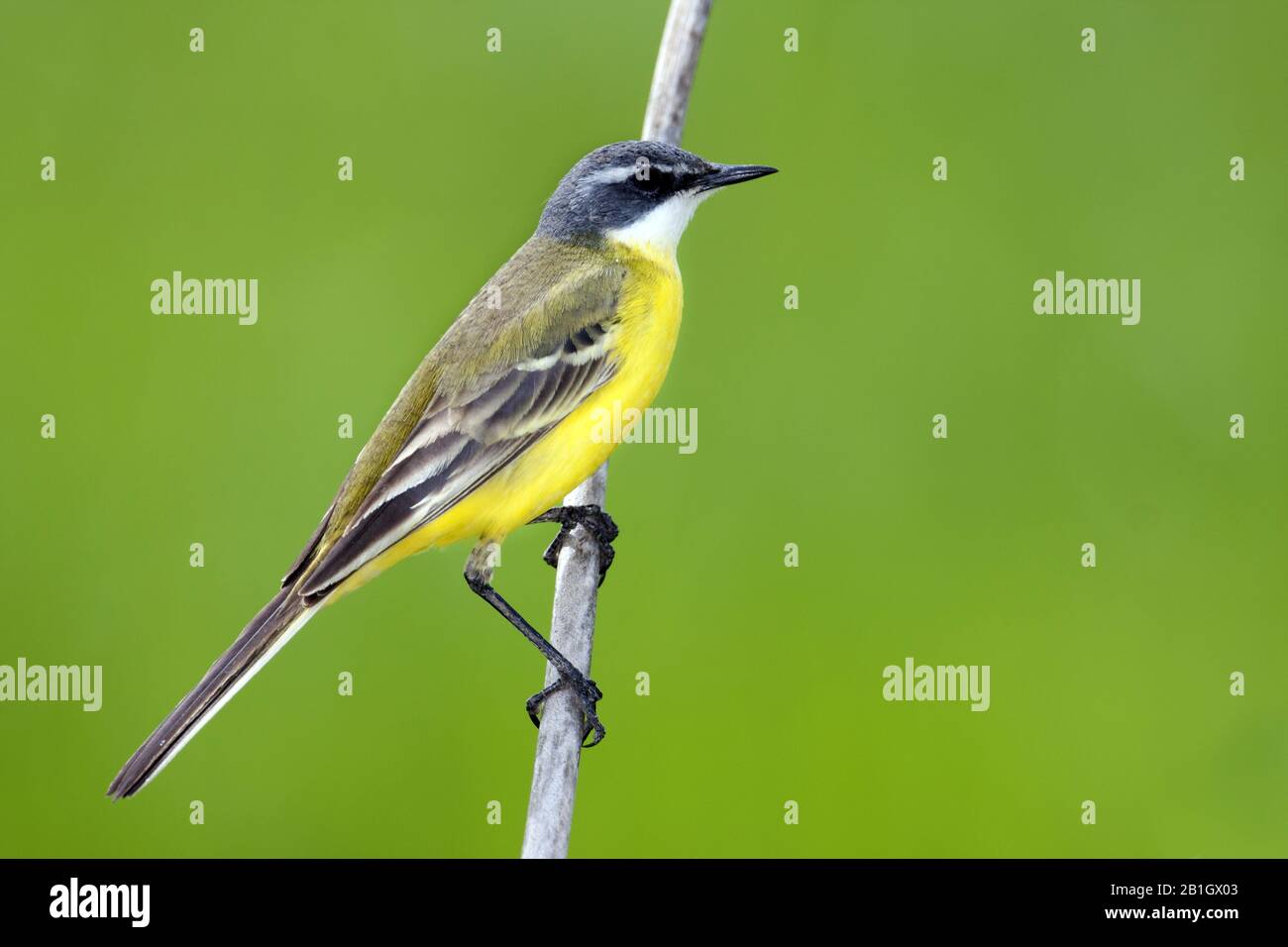Wagtail giallo, wagtail iberico, Wagtail spagnolo (Motacilla flava iberiae, Motacilla iberiae), maschio, Spagna, Isole Baleari, Maiorca Foto Stock