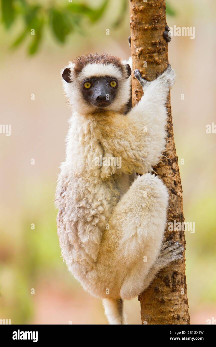 Il sifaka di Verreaux (Propithecus verreauxi), un primate endemico in via di estinzione del Madagascar Foto Stock