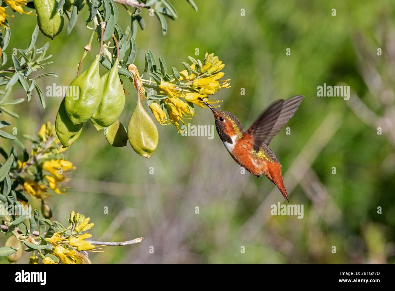 Colibrì di Allen (Selasphorus sasin), maschio in volo con il volo del hover, che beve nettare da fiori gialli, Stati Uniti, California, Crystal Cove state Park Foto Stock