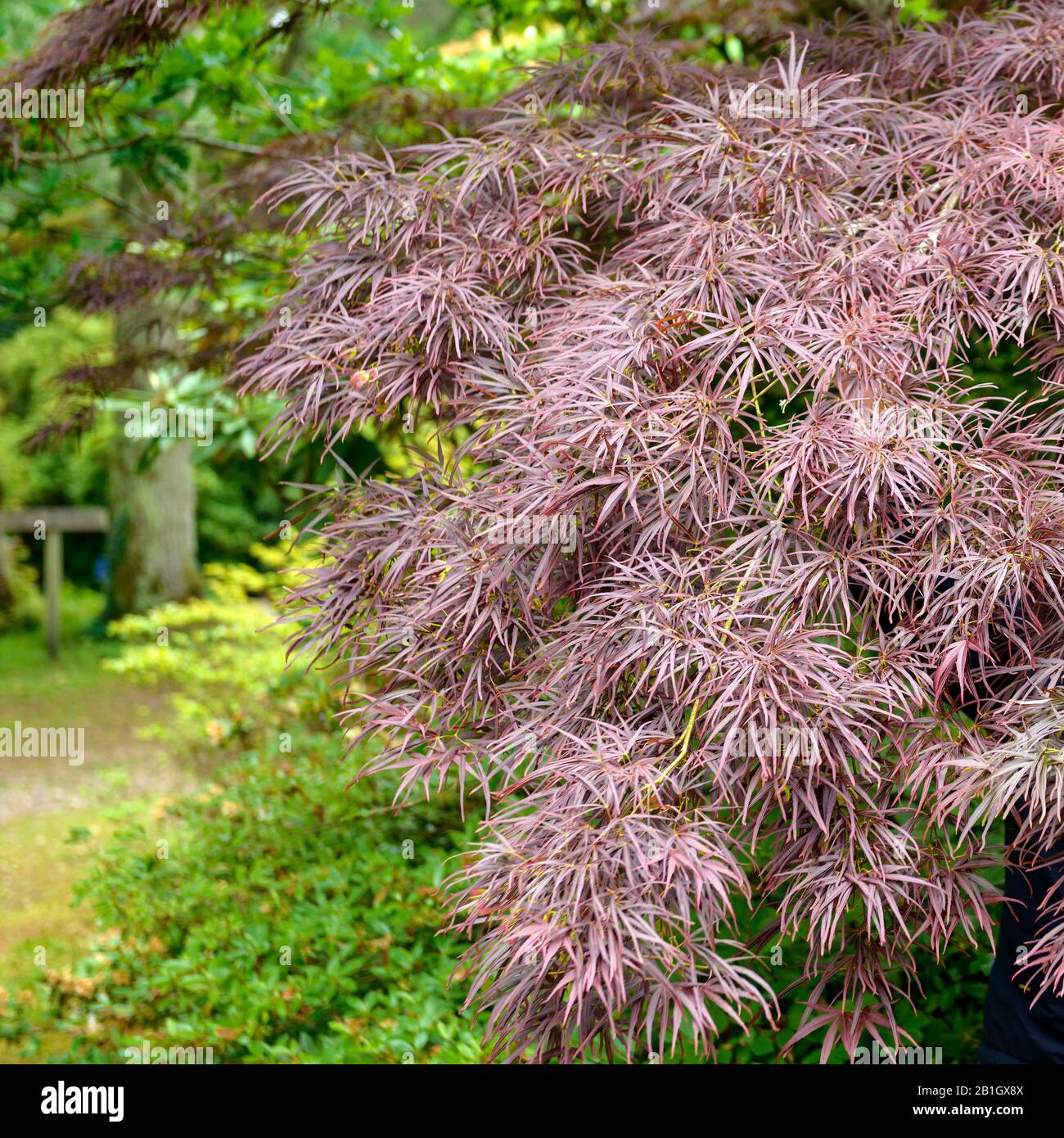 Acero giapponese (Acer palmatum 'Atrolineare', Acer palmatum Atrolineare), cultivar Atrolineare, Regno Unito, Inghilterra Foto Stock