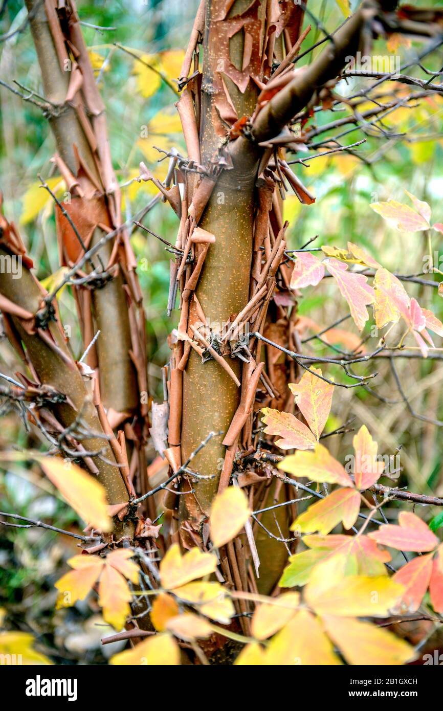 Acero Paperbark (Acer griseum), tronco, corteccia Foto Stock
