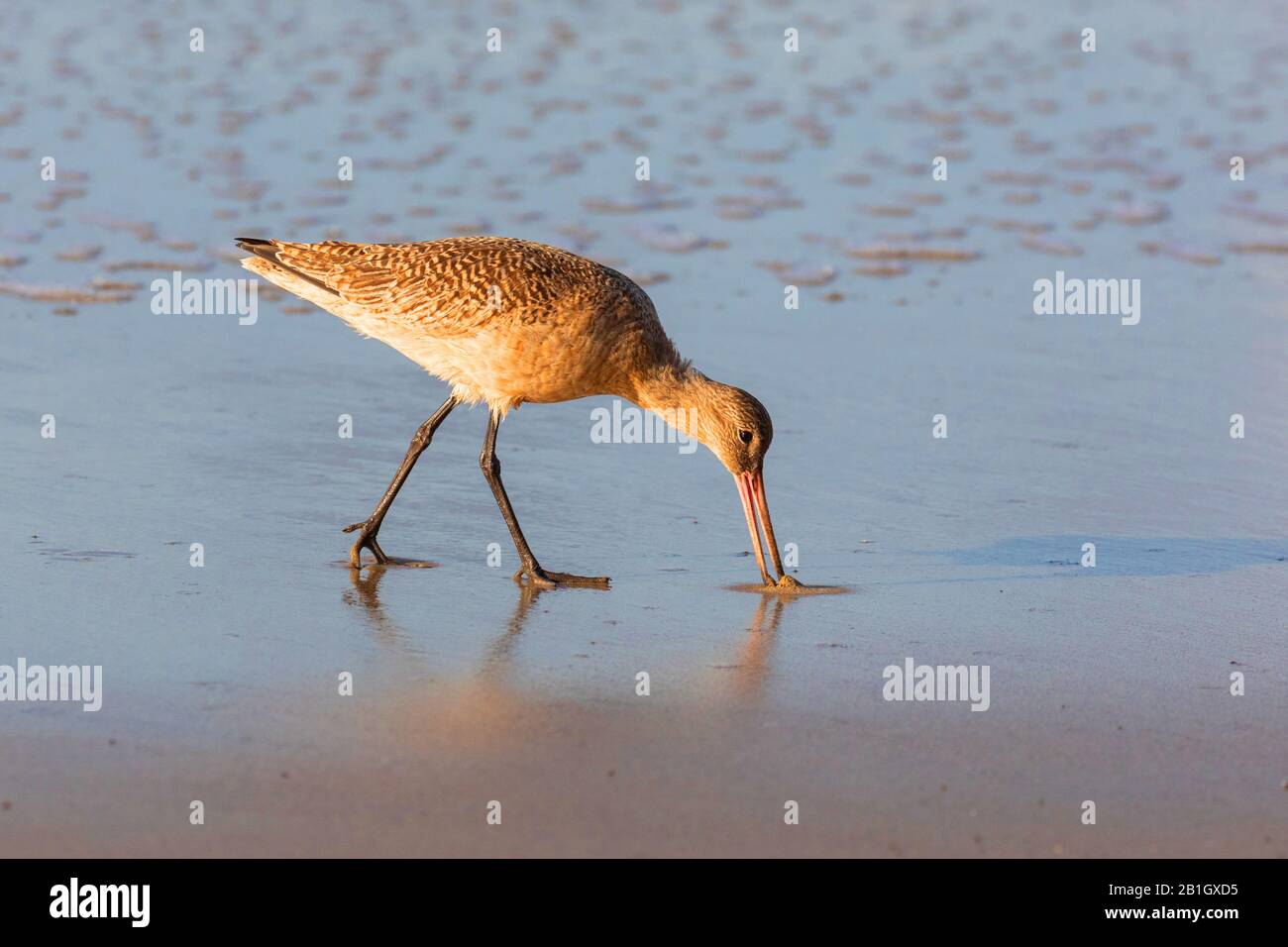 Marmored godwit (Mimosa fedoa), foraging nel margine di lavaggio, vista laterale, Stati Uniti, California, Crystal Cove state Park Foto Stock