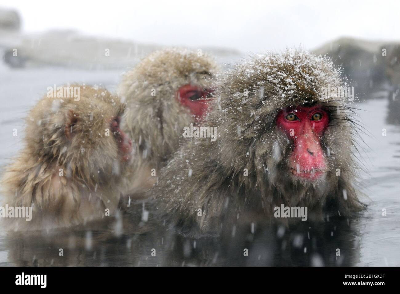 Macaque giapponese, scimmia neve (Macaca fuscata), tre scimmie neve seduti in una sorgente calda durante la caduta di neve, Giappone, Nagano, Jigokudani Yaen Koen Foto Stock