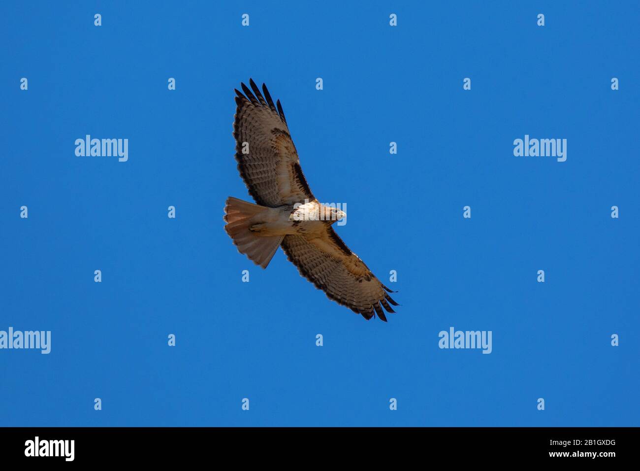 Falco dalla coda rossa orientale (Buteo jamaicensis), in volo a vela nel cielo blu, da sotto, Stati Uniti, Arizona, Sonorawueste Foto Stock