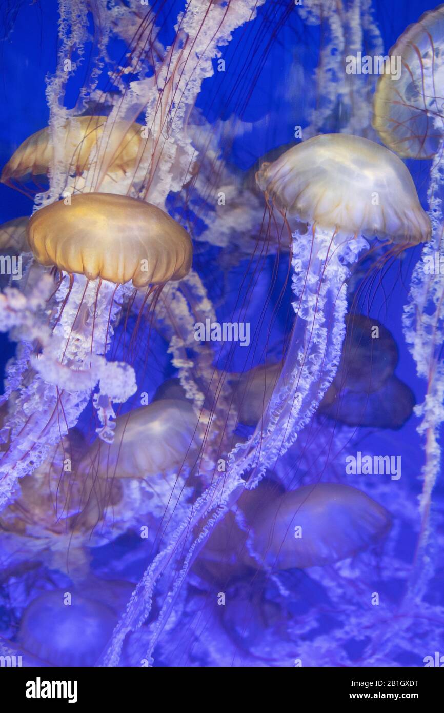 Ortica marina del Pacifico, ortica marina della costa occidentale (Chrysaora fuscescens ), gruppo di nuoto, Stati Uniti, California Foto Stock