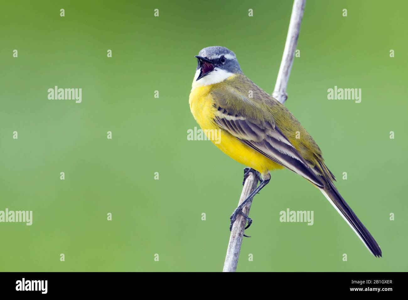 Wagtail giallo, wagtail iberico, Wagtail spagnolo (Motacilla flava iberiae, Motacilla iberiae), maschio, Spagna, Isole Baleari, Maiorca Foto Stock