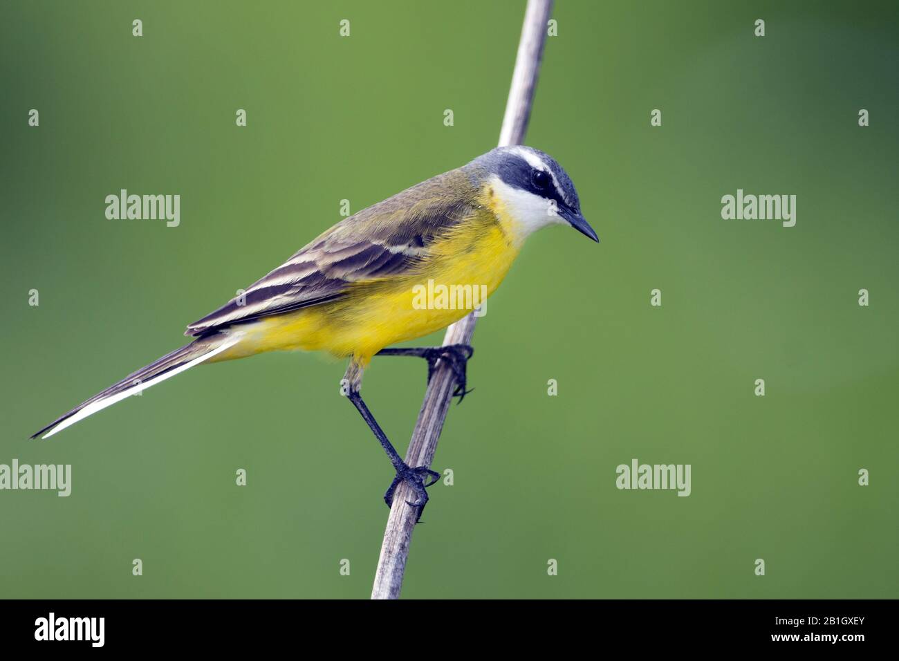Wagtail giallo, wagtail iberico, Wagtail spagnolo (Motacilla flava iberiae, Motacilla iberiae), maschio, Spagna, Isole Baleari, Maiorca Foto Stock