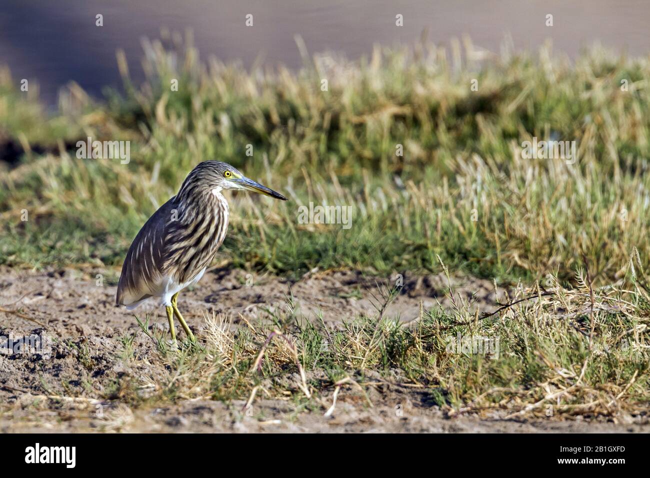 Airone indiano stagno (Ardeola grayii), piumaggio invernale adulto, Oman Foto Stock